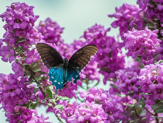 Free Butterfly Texas Sage photo and picture