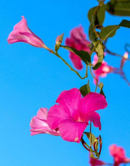 Blume, Feder, Rosa Azalee, Natur, Sommer