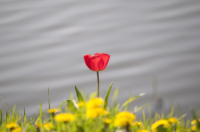 Tulpe, Frühling, Blume, Rot, Natur, Bol