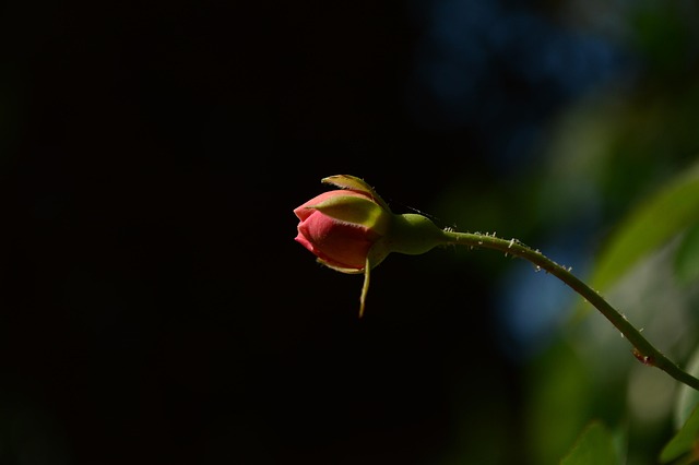 Free Rose Bud photo and picture