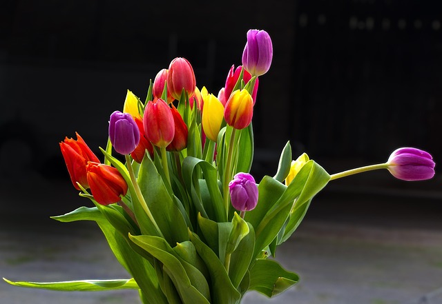 Free Tulips Flower Background photo and picture