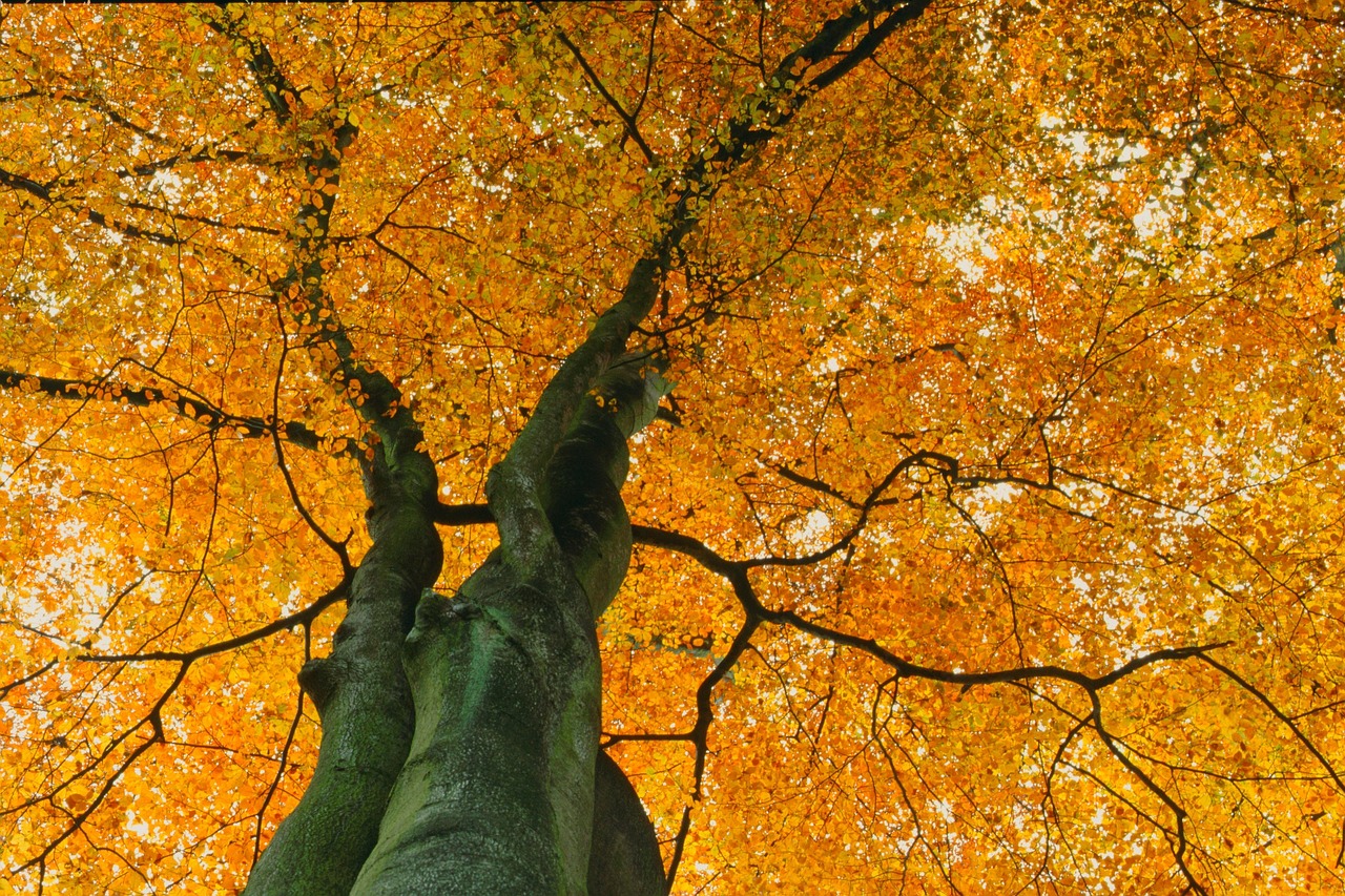 Tree Nature Free photo on Pixabay Pixabay