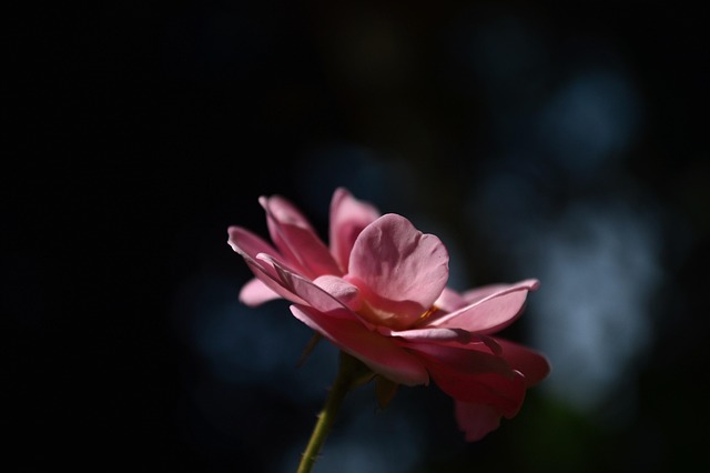 Free Rose Rose Flower photo and picture