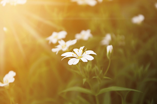Free Sunset Flower photo and picture