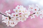 japan, landscape, spring