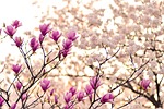 japan, landscape, spring