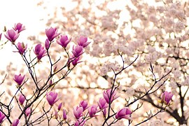 Magnolia, Branches, Blossom, Spring