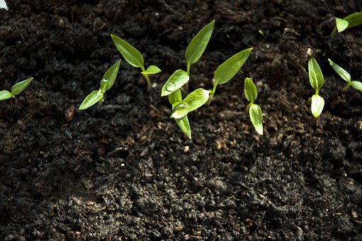 Sprout Paprika Vegetarian Earth Day Health