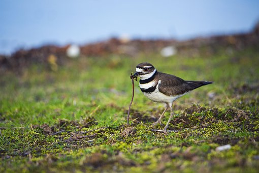 Fugl, Orm, Spise, Natur, Foder, Dyreliv