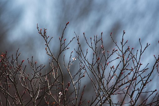 Forår, Grene, Natur, Gren, Plante