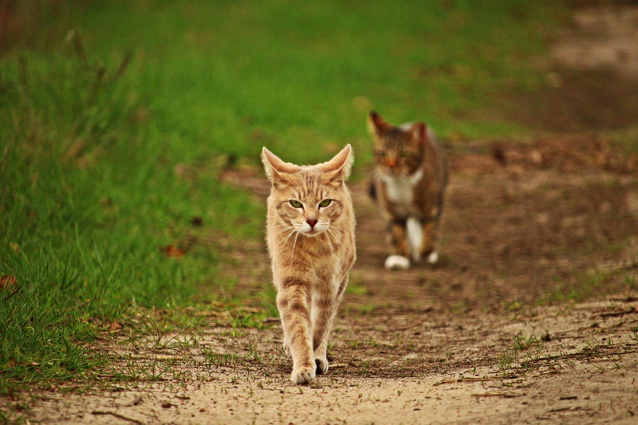 Cat - free online jigsaw puzzle photo