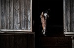 horse, portrait, box