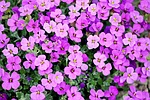blue pillow, garden plant, purple