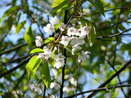 Kirschblüten, Baum, Blühende Bäume
