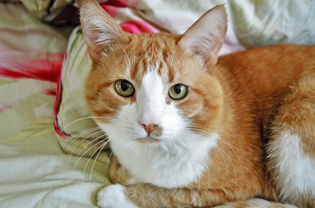 Gato, Olhos, Bonito, Ruivo