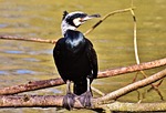 cormorant, phalacrocorax carbo, black