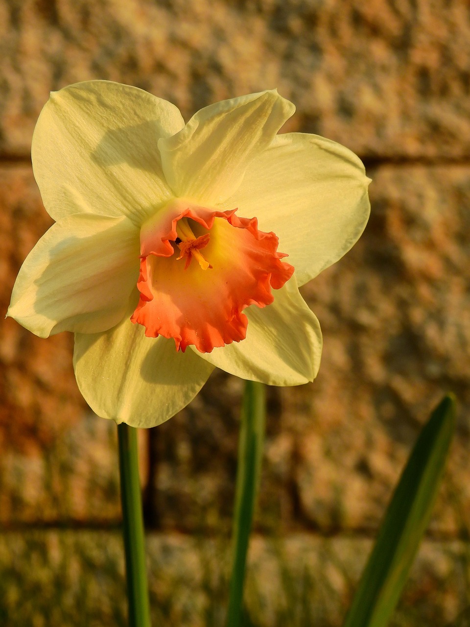Daffodils Easter Bells Free photo on Pixabay Pixabay