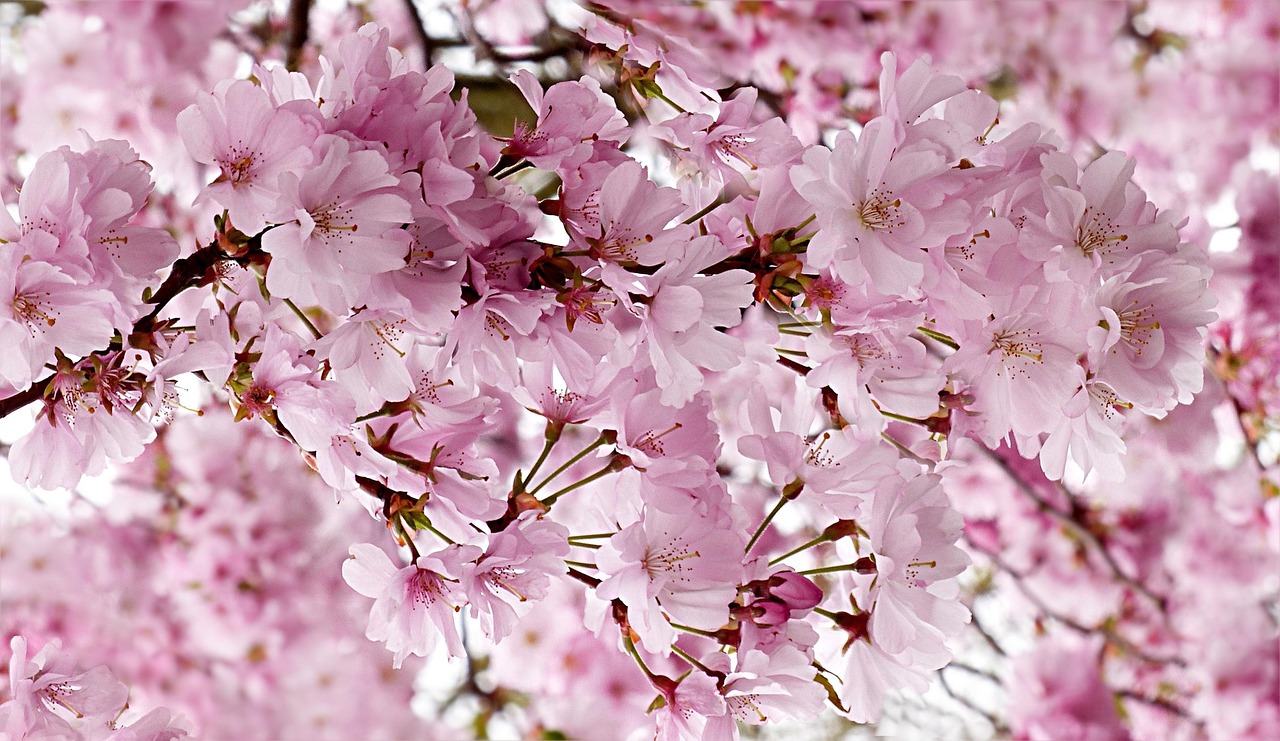 Japanese Cherry Pink Tree Prunus - Free photo on Pixabay - Pixabay