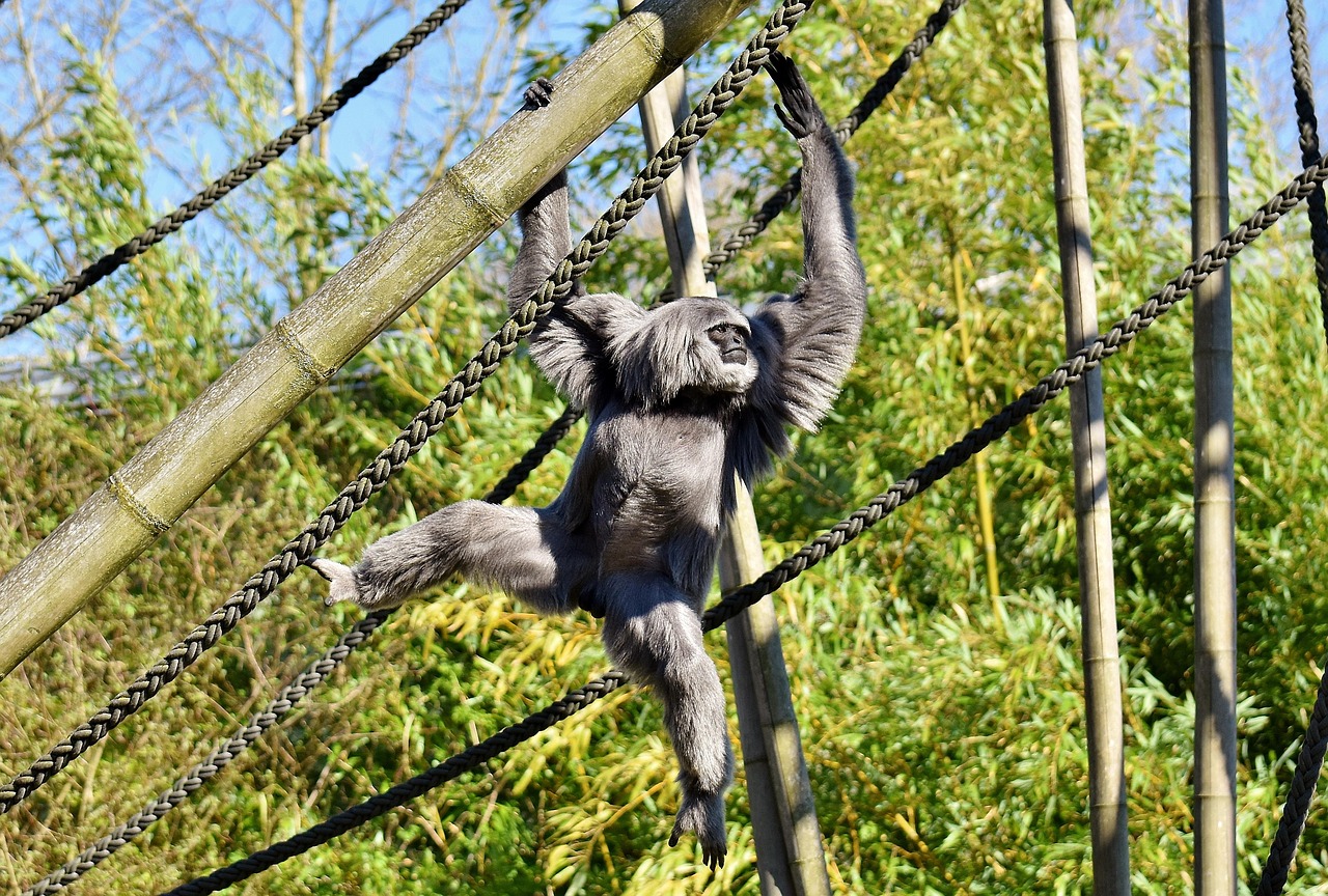 Silver Gibbon - free online jigsaw puzzle photo