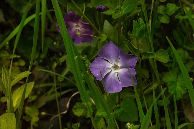 Free Flower Purple photo and picture