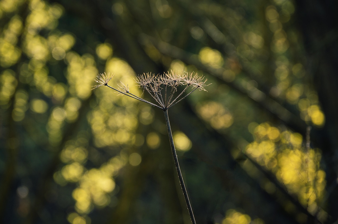 Natur Feder Closeup - Kostenloses Foto auf Pixabay