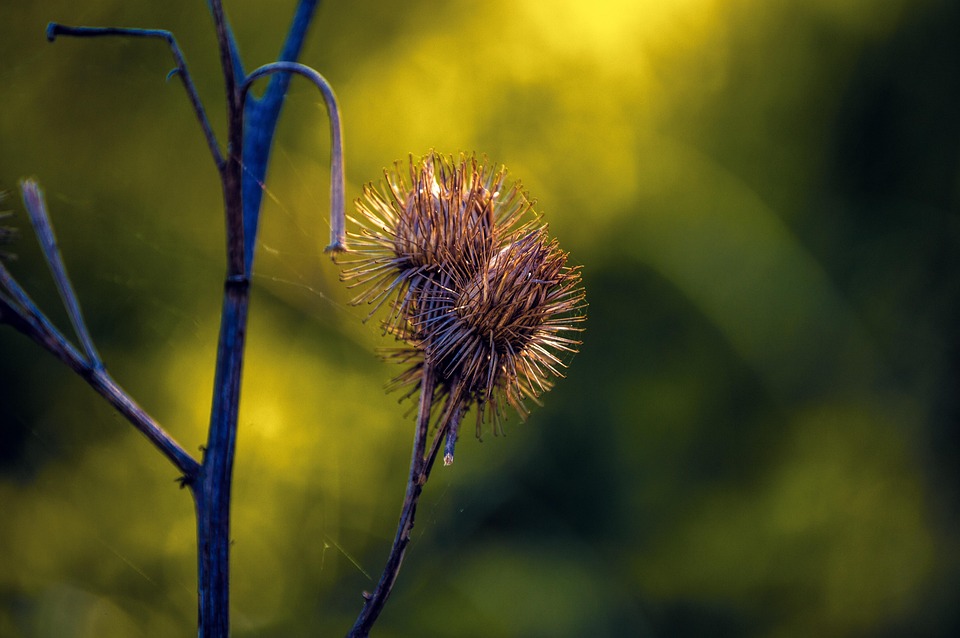 Natur Feder Closeup - Kostenloses Foto auf Pixabay