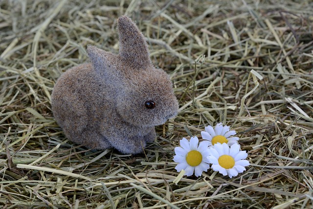 Free Bunny Rabbit photo and picture