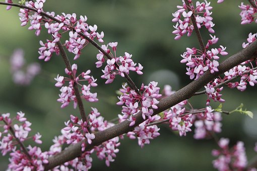 Free Redbud Tree photo and picture