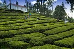 tea garden, tea grower, yichang
