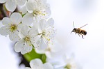 honey, bee, nature
