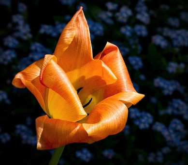 Free Tulip Flower photo and picture