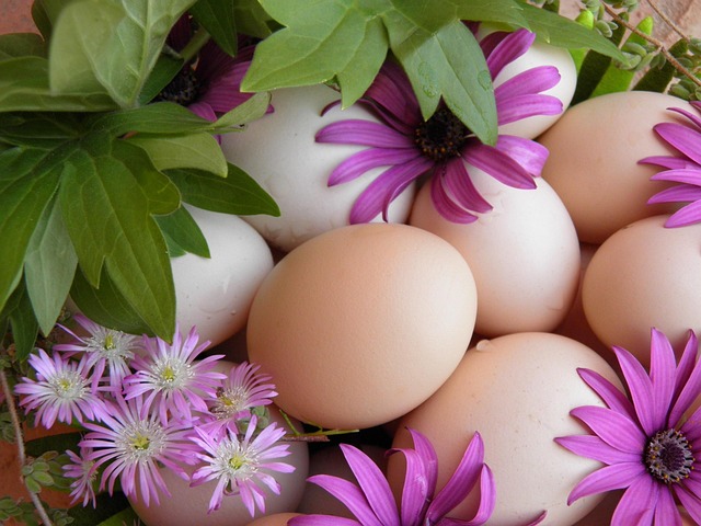 Free Easter Egg Hunt Egg photo and picture