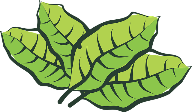 Free leaf vegetable plantation vector
