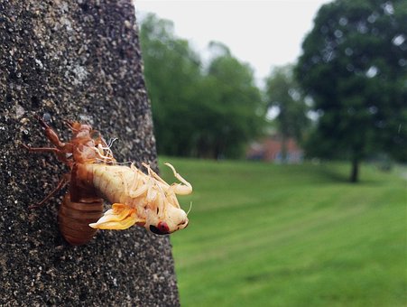 Free Cicada Molting photo and picture