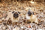 pug, dog, cute