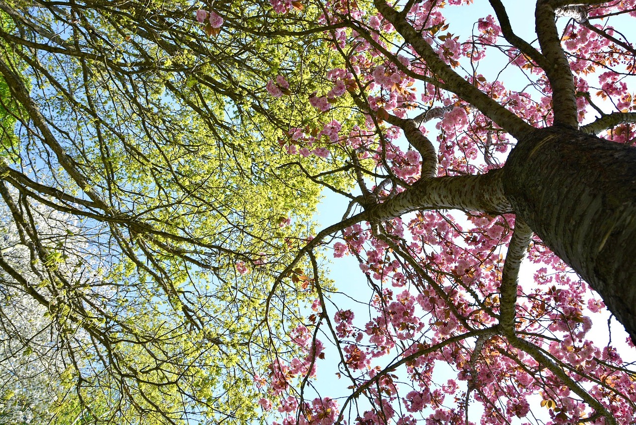 Tree Green Pink Free photo on Pixabay Pixabay
