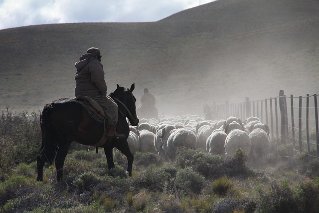 Ovelha, Wrangler, Campo