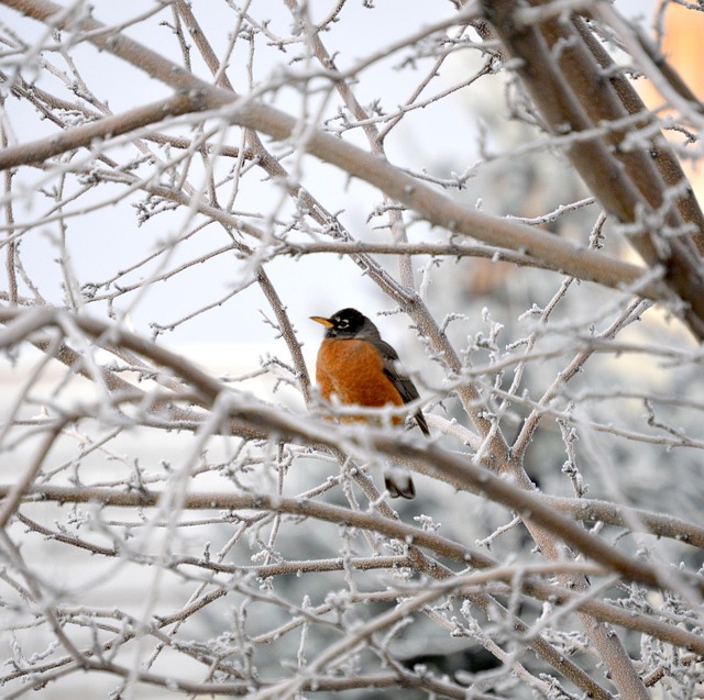 Free Robin Bird photo and picture