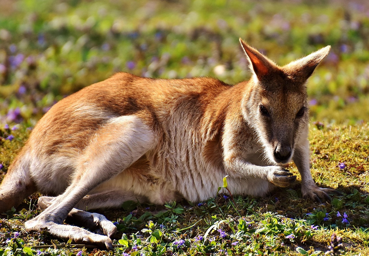 Kangaroo Wild Animal - Free photo on Pixabay