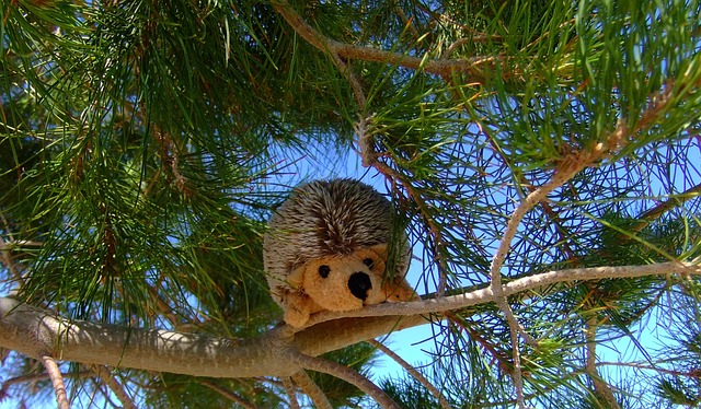 Free Stuffed Animal Plush Toy photo and picture
