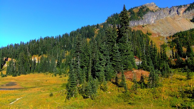 Free Trees Pine Trees photo and picture
