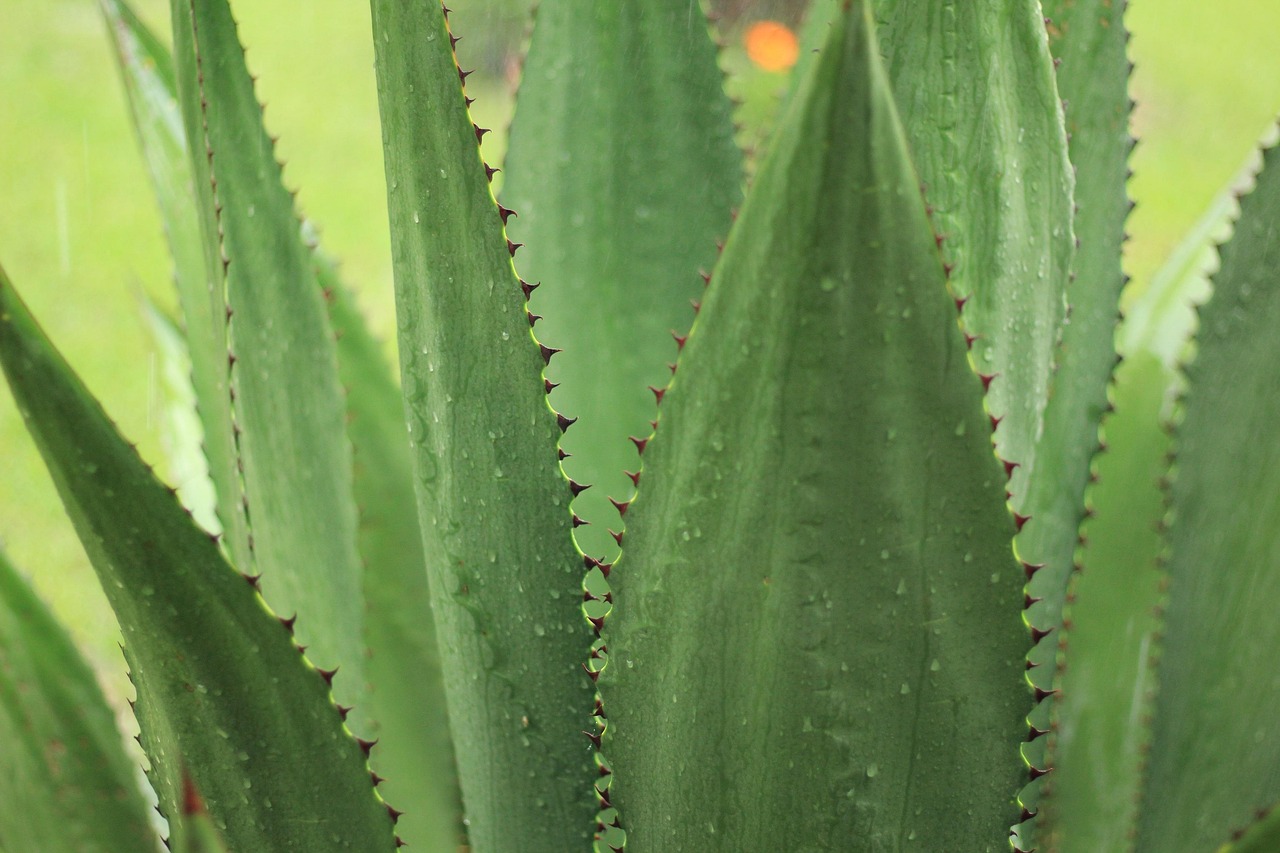 Agave Draussen Natur - Kostenloses Foto auf Pixabay
