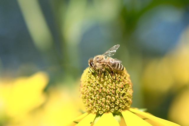 Free Bee Blossom photo and picture