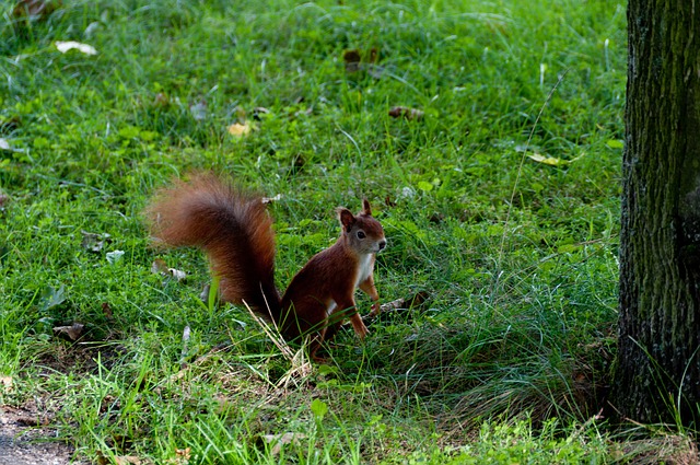 Free Squirrel Forest photo and picture