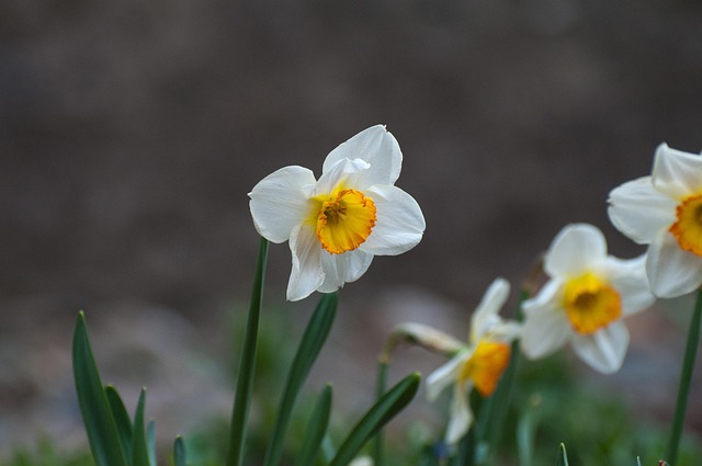 Free Daffodil Spring photo and picture