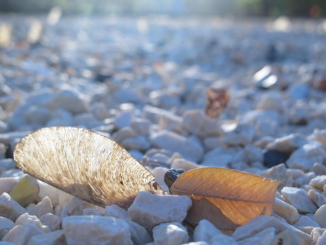 Free Leaf Skeleton photo and picture