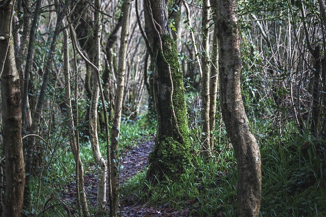 Free Wood Forest photo and picture