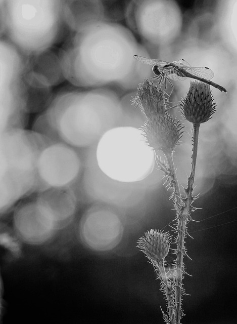 Sonnenuntergang, Wildblumen, Natur, Feld