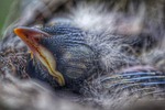 babybird, bird, baby