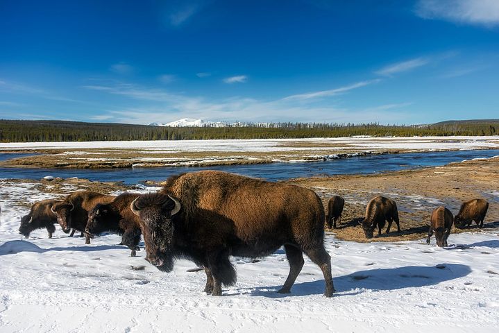 800+ Free Yellowstone National Park & Yellowstone Images